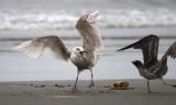 <b>4th place (tie)</b><br>Mine... mine... mine!<br> Ann Chaikin