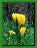 <b> Crocuses by Tree*</b> by <i> Adrian_K</i>
