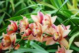 Orchid Power* <br> by Terry Straehley