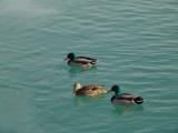 Quack Quack<br>by Norbert