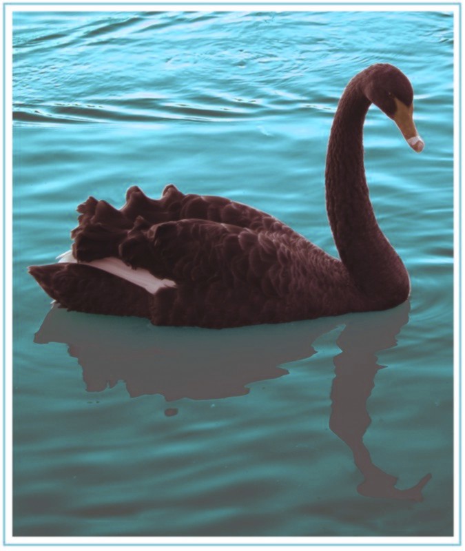 <b><i><font size=3>Black Swan Revisited*</b></font><br><font size=1>by Ric Skilton</i></font>