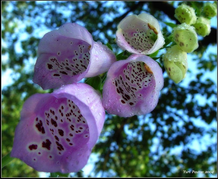<b>From below *</b><br><font size=2> by Yuri Pautov</font>