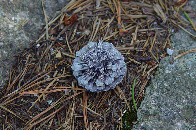 <b><font size=2>Pinecone*</font></b>