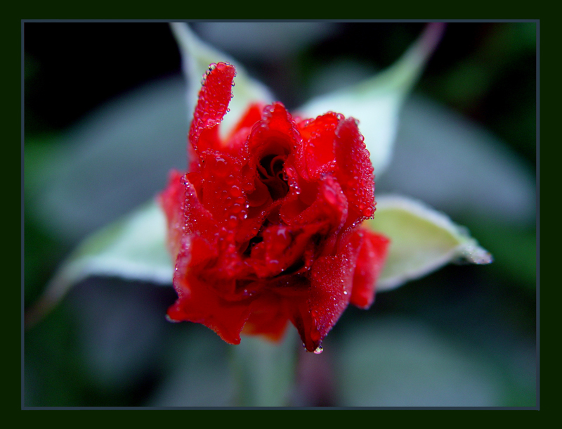 Thirty petals in depression