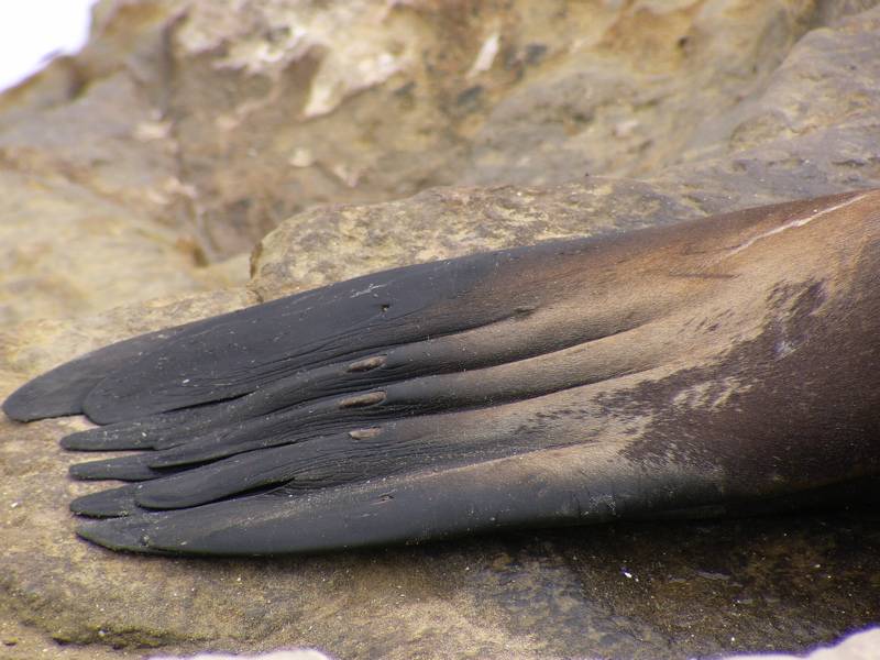 Hind Flipper