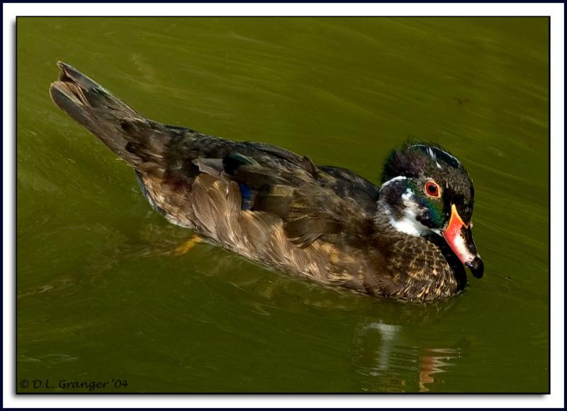 Duck DSC_3936