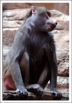 Baboon DSC_4033