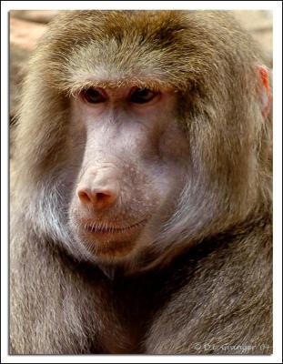 Baboon DSC_4038