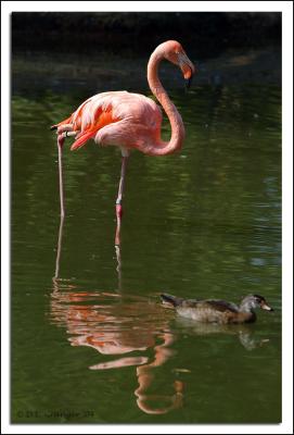 Flamingo-duck DSC_3933