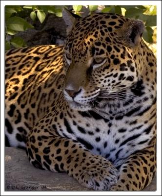 Leopard DSC_4007