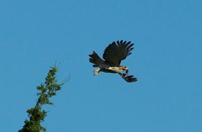 Hawk_dsc_5392.jpg