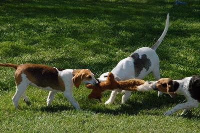 u47/stl_don/medium/34029618.hound_trainingDSC_5458.jpg