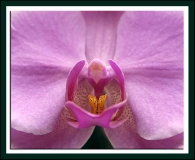 Orchid_D2X0335.jpg