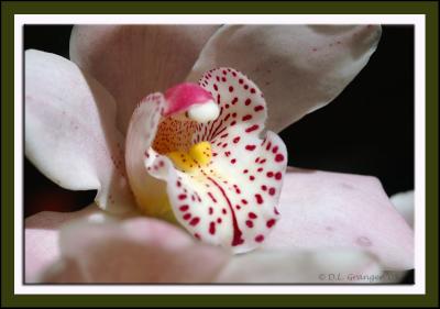 Orchid_d2x0518.jpg