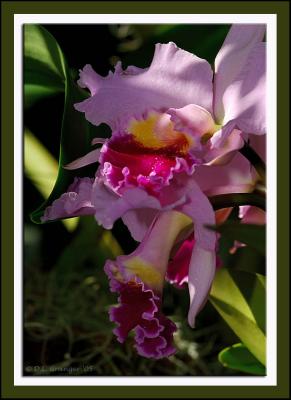 Orchid_d2x0566.jpg