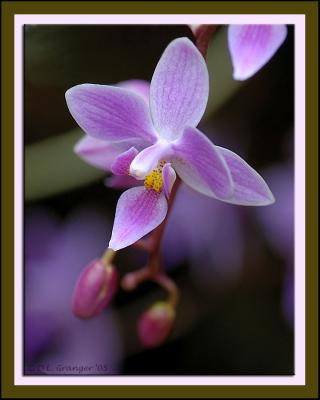 Orchid_dsc7900.jpg