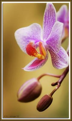 Orchid_dsc7943-B.jpg