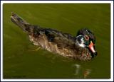 Duck DSC_3936