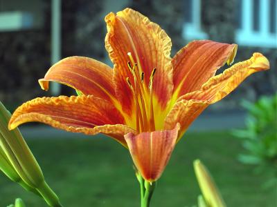 1flower_filteredsmall.jpg