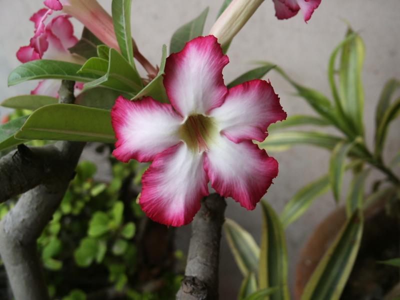 Adenium2.JPG