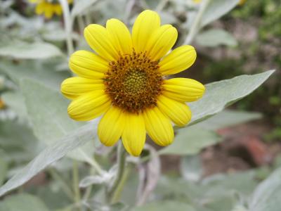 Sunflower4.JPG