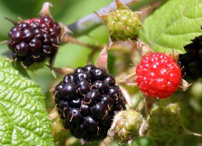 6-13 b-berry  e 9203.jpg