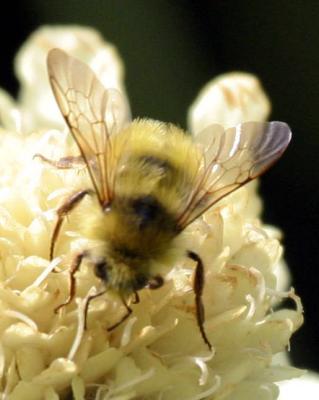 6-13 bee 9176.jpg