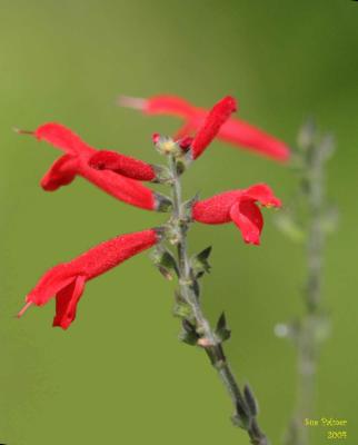 6-25 red sage e 9551.jpg