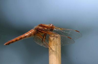6-25 d fly  e 9570.jpg