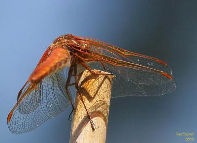6-25 d fly e 9554.jpg