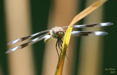 6-26 d fly e 9584.jpg