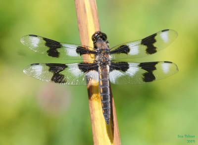 6-26 d fly e 9590.jpg