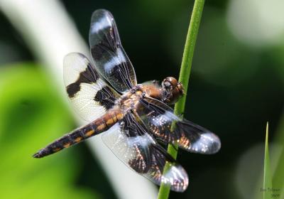 6-26 d fly e 9578.jpg