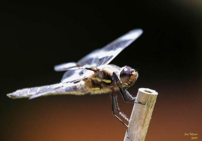 6-27 d fly e  9606.jpg