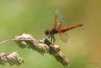 6-27 d-fly 9644.jpg