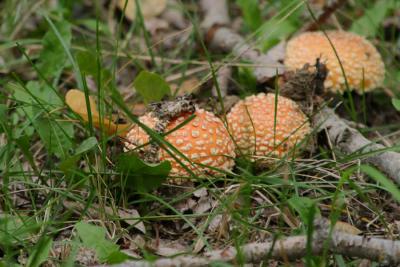 u47/sue_p/medium/34047169.916shrooms1322.jpg