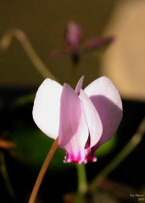 9-19 cyclamen 1412.jpg