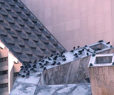 Bird Beach at the Hyatt