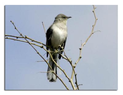 u47/tammie_and_russ/medium/39978334.MockingBird.jpg