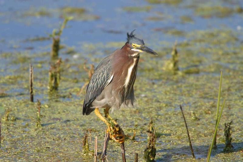 Green Heron_1751.jpg