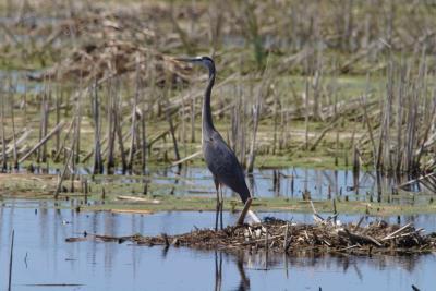Blue Heron_1508.jpg