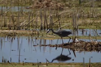 Blue Heron_1511.jpg