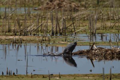 Blue Heron_1512.jpg