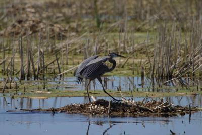 Blue Heron_1515.jpg