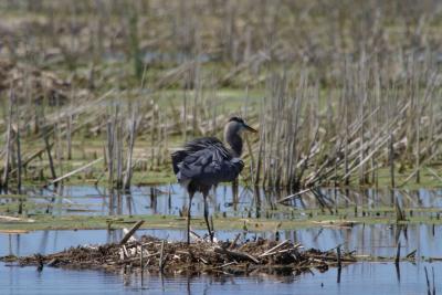 Blue Heron_1516.jpg