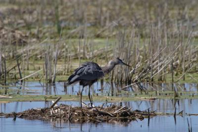 Blue Heron_1517.jpg