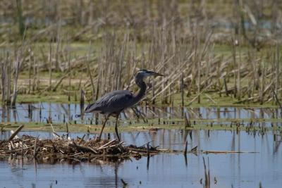 Blue Heron_1518.jpg