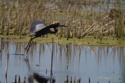 Blue Heron_1519.jpg
