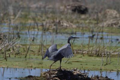 Blue Heron_1520.jpg