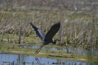 Blue Heron_1523.jpg